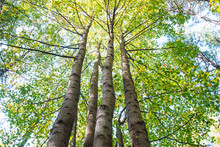 Three Beech Trees In A Forest Looking Skyward