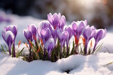 Purple Spring Crocus Flowers Growth In The Snow
