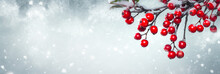 Red Berries Branch Covered Snow On Grey Concrete Background