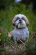 shih tzu dog in the grass in the forest