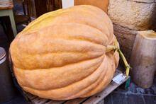 Giant Pumpkin. A Huge Pumpkin On A Wooden Pallet