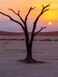 sunset in the desert with dead trees