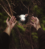 Fototapeta  - Jesus reaches down to rescue a lamb