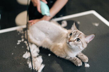 top view of pet hairdresser shaving domestic cat hair from hair trimmer at pet salon. lovely cat get