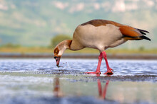 Egyptian Goose (Alopochen Aegyptiaca) In A Pond, Kwazulu Natal Province