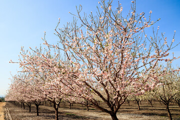 Sticker - Early spring in Israel