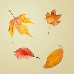 Poster - Different bright colored autumn leaves