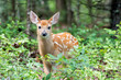 A young white tailed deer fawn standing in the woods under trees.