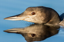 Mirror Image Of The Head Of A Young Common Loon (Gava Immer) Swimming In Water, La Mauricie National Park; Quebec, Canada
