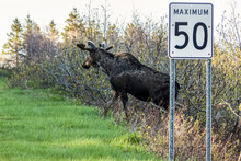 Bull Moose (Alces Americanus) Leaving The Forest And Looking Out Before Crossing The Road, Forillon National Park; Quebec, Canada