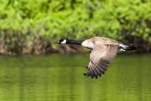Canada Goose (Branta Canadensis) Flying Low Over Water, La Mauricie National Park; Quebec, Canada