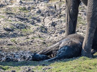 Canvas Print - Elefant