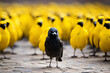Pájaro negro rodeado por muchos pájaros amarillos. El único entre todos.