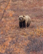 Big Male Brown Bear at Denali National Park Alaska