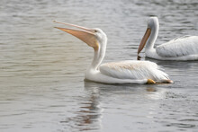 Large White Pelicans Swimming In The Coast Estuary Eating A Mouthful Of Fish Along With Its Reflection
