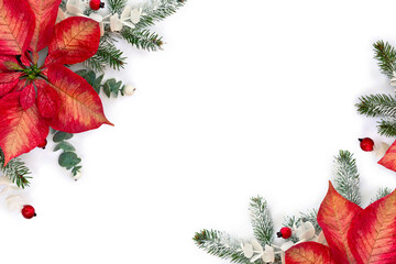 Wall Mural - christmas decoration. flower of red orange poinsettia, branch christmas tree, berries mistletoe, red