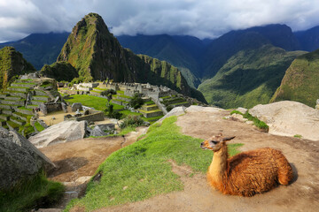 Wall Mural - Llama resting at Machu Picchu overlook in Peru