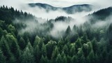 Fototapeta Londyn - An aerial shot of a dense forest with a white fog