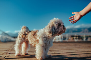 Wall Mural - Shitzu dog on pier sniffs child hand