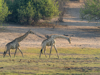 Wall Mural - Giraffe