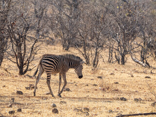 Wall Mural - Zebra