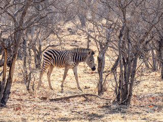 Wall Mural - Zebra