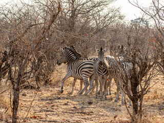 Wall Mural - Zebra