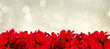 scarlet poinsettia flower or christmas star