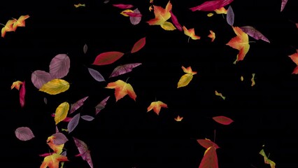Wall Mural - Fall Leaves - Colorful Variety - 3D Transition animation with alpha channel on transparent background
