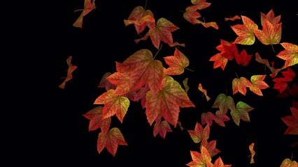 Wall Mural - Fall Maple Leaves - Autumn Park Trees - Windy Transition - Realistic 3D Transition animation with alpha channel on transparent background