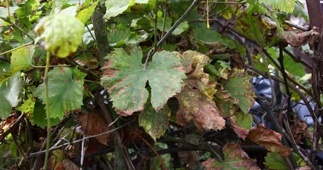 Wall Mural - Dried and diseased grape leaves. Diseases of grapes.