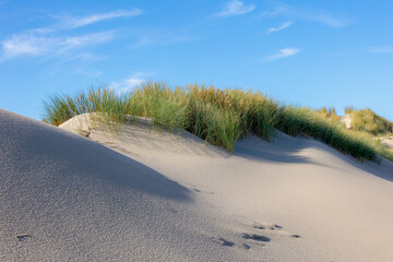 White sand beach at north sea coast, European marram grass (beach grass) on the dune, Ammophila arenaria is a species of grass in the family Poaceae, Dutch Wadden Sea island, Terschelling, Netherlands