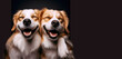 perros abrazados sonriendo, felices, concepto de amistad, compañerismo,
