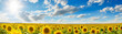 Ein Sonnenblumenfeld unter blauem Himmel , Panorama, Texture, Design