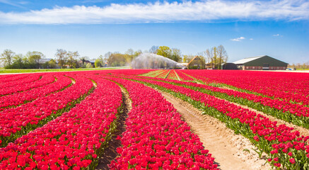 Wall Mural - Red tulips in curvy rows in the Noordoostpolder, Netherlands