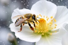 A closeup of a honeybee sipping nectar from a delicate white Christmas rose, its fuzzy yellow and black stripes contrasting with the pure white petals.