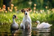 Parson Russell dog. Jack Russell Terrier. Walk in nature by the lake. A swan swims on a pond. Animal friendship postcard