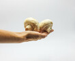 hands holding white common champignon mushrooms on white background