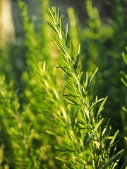 Background with rosemary bush