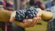 Close-up view of a couple holding bunch of black grapes harvested by themselves together in the Wineyard