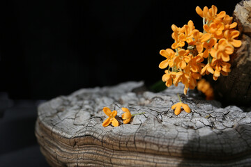 Wall Mural - flowers of Sweet Osmanthus on a black background