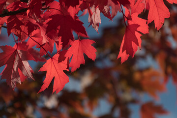 Wall Mural - Red  and orange tones on maple foliage - 12