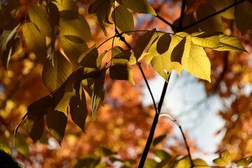 Wall Mural - Golden cherry tree foliage during autumn leaf fall season - 13