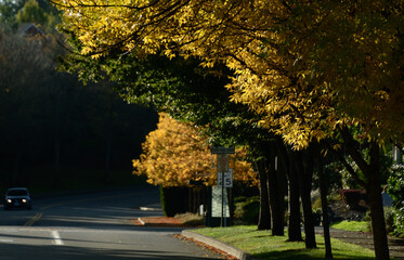 Wall Mural - Golden foliage over residential road during fall season