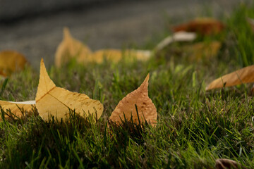 Wall Mural - Yellow and copper leaves stick out of green grass on a lawn during fall season