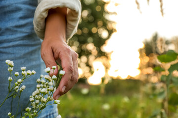 Poster - Woman walking through meadow and touching beautiful white flowers outdoors, closeup. Space for text