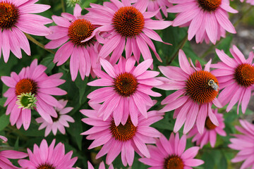 Purple coneflowers and bee in the garden - top view