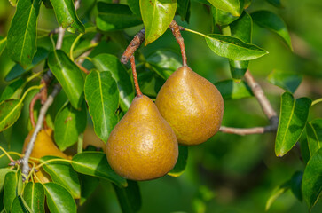 Wall Mural - Two ripe pears hanging on a branch