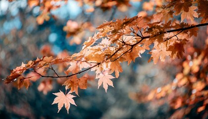 Sticker - colorful autumn maple leaves on a tree branch