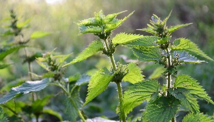 Sticker - beautiful nettle in nature with sun urtica dioica